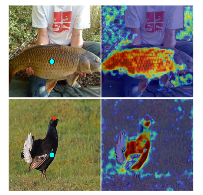 Query-key similarity maps for fish and bird images highlight semantically related regions